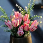 buket, cvijeće, tulipani