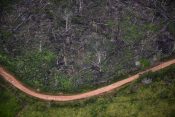 Amazona, amazonija, amazonska prašuma, uništavanje šuma
