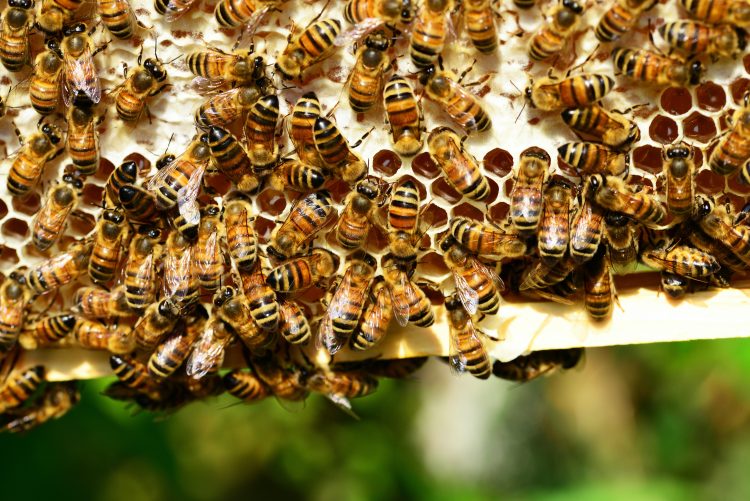 pčele, pčelarstvo, košnica