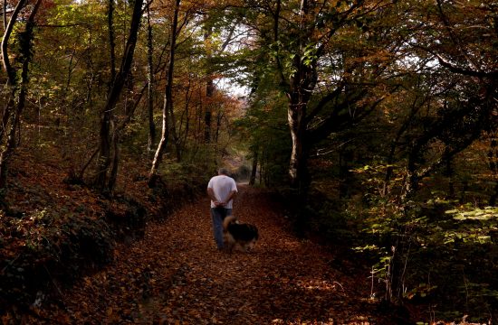 šetnja, šetanje, šuma, pas, muškarac, priroda, opuštanje,