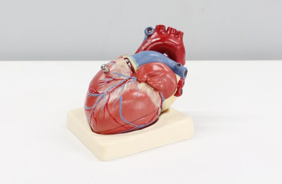 srce, srčane, kardiovaskularne bolesti, zdravlje srca, srcu, srčani mišić