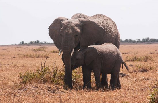 slonica i slonić