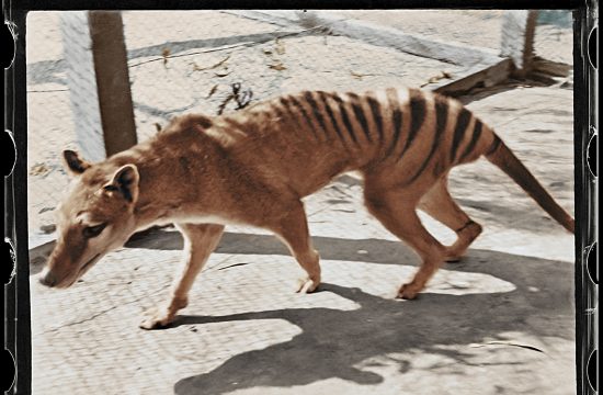 posljednji tasmanijski tigar