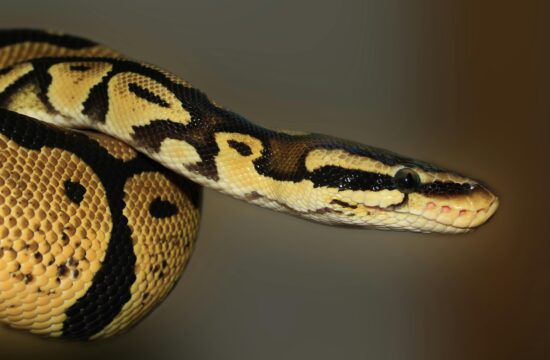 Otkrivena nova vrsta zmije - Ovophis jenkinsi