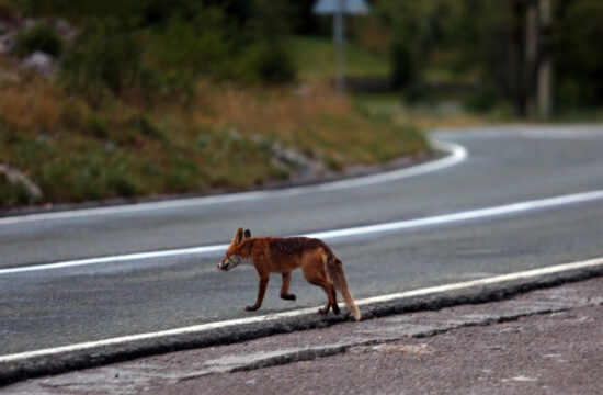 Lisica na cesti
