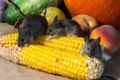 miševi jedu kukuruz s klipa