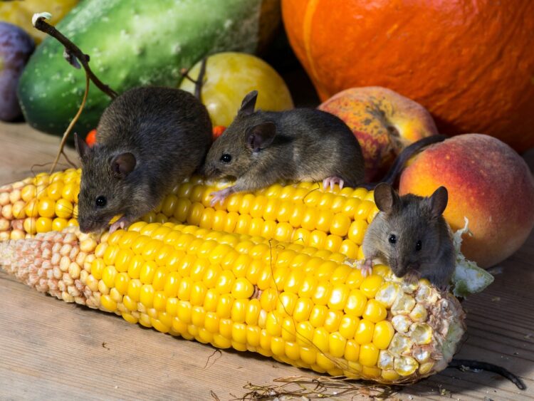 miševi jedu kukuruz s klipa