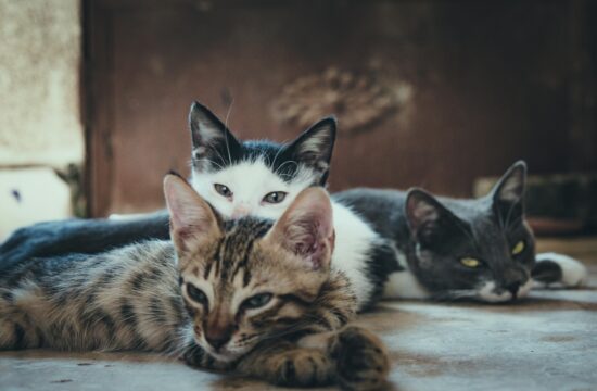 tri mačke