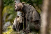 ženka grizlija s mladunčetom u šumi