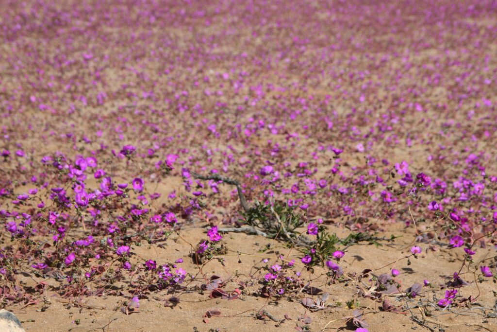 cvjetajuća pustinja atacama