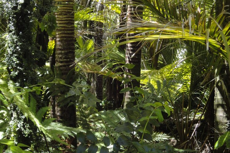 Uništio tisuće hektara prašume u Amazoni, sud ga kaznio sa 50 milijuna dolara.