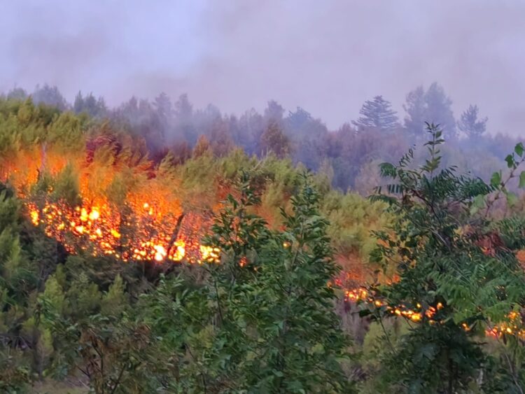Veliki požar kod Skradina.
