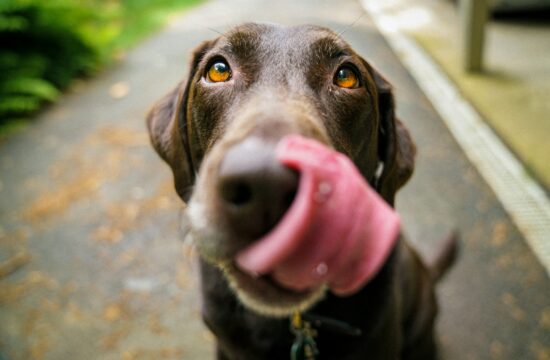 Mogu uzrokovati ozbiljne probleme: Šest namirnica koje psi nikako ne bi trebali jesti