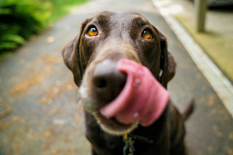 Mogu uzrokovati ozbiljne probleme: Šest namirnica koje psi nikako ne bi trebali jesti