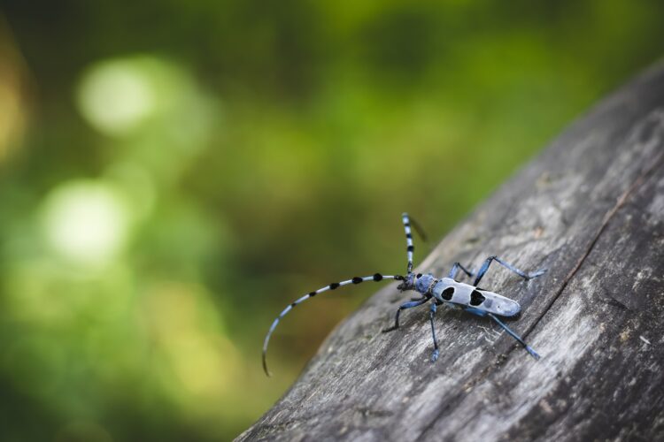 alpinska strizibuba