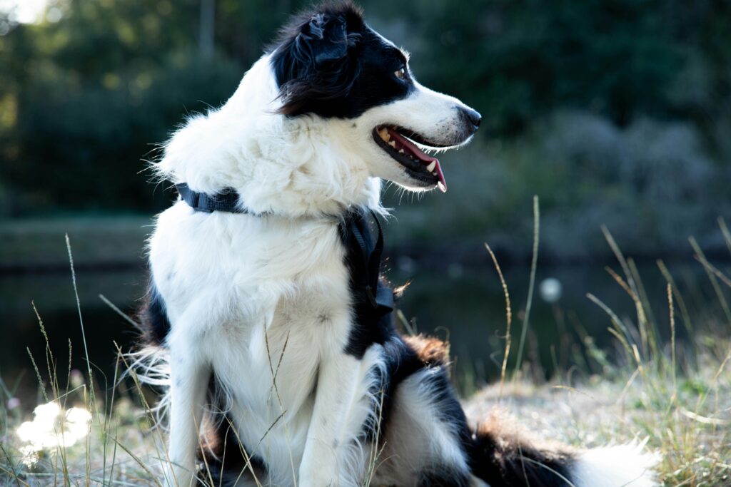 border collie