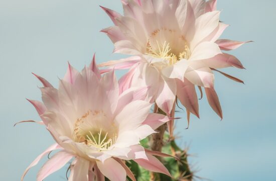 božićni kaktus, epiphyllum Truncatum