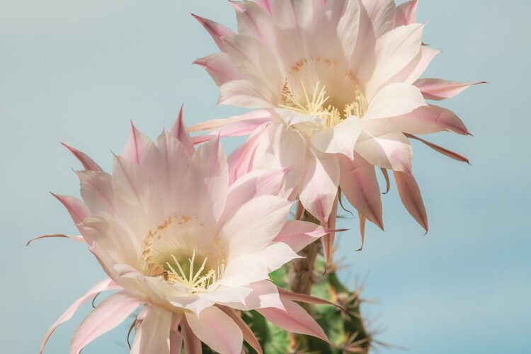 božićni kaktus, epiphyllum Truncatum